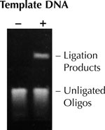 Figure 2. Ligation Amplification using Ampligase DNA Ligase