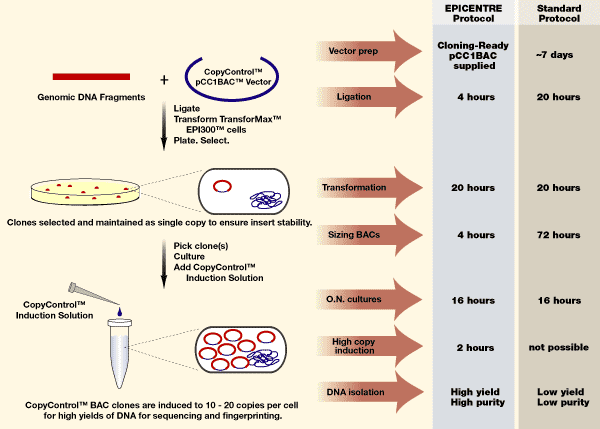 Bac Clone