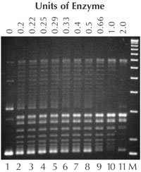 Enzymes for Molecular Biology: Enzymes for Molecular Biology