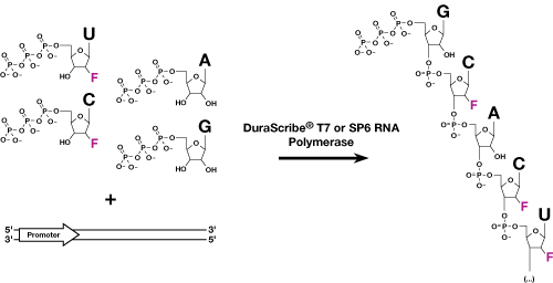 Figure 1. DuraScribe T7 and SP6 RNA Polymerases efficiently incorporate 2'-F-dCTP and 2'-F-dUTP into full length DuraScript RNA.