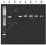 Figure 4. DuraScript RNA is stable in tissue culture media for at least 2 hours.