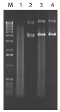 Figure 1. Plasmid-Safe™ ATP-Dependent DNase removes contaminating genomic DNA from plasmid preps