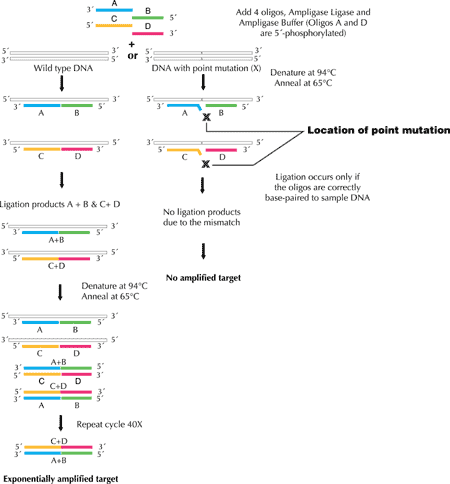Figure 1. Schematic of mutation discovery and screening using ligation amplification