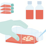 Transfection-Biontex