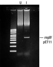 Figure 1. DNA inserts encoding toxic gene products were successfully cloned into high-copy number vectors using CopyCutter EPI400 E. coli cells