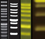 DNA Ladders & Dyes