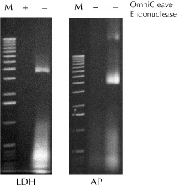 Figure 1. Removal of nucleic acids from cell lysates using OmniCleave Endonuclease.
