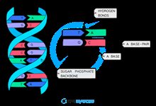 3' 10T Spacer modification product image