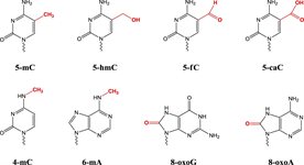 5'-FITC modification product image