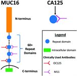 CA125/MUC16 (hu) product image