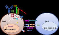 CD19 Aptamer to Human Protein Target B lymphocyte antigen  product image