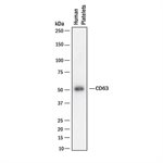 CD63 product image