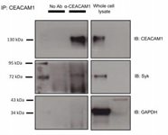 CEACAM1.CD66a product image