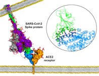 COVID-19 Spike Protein Aptamer product image