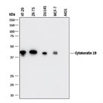 Cytokeratin 19 (hu) product image
