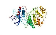 ERK2 (aa171-189) Phospho aa183 product image