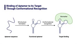 Fibronectin Aptamer to Human Protein Target product image
