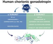 Human chorionic gonadotropin (hCG)  product image