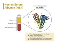 Human Serum Albumin (HSA) ATW0085 product image