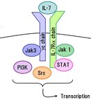 Interleukin 7 (IL7) product image