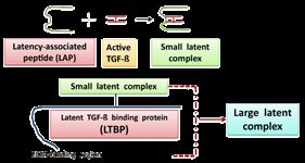 Latency Associated Peptide (LAP) (hu) product image