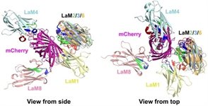 mCherry Fluorescent Protein product image