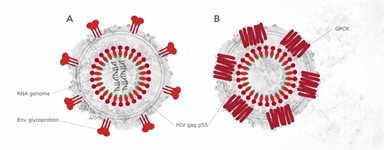 p24 (HIV 1) Aptamer to Viral Protein Target product image