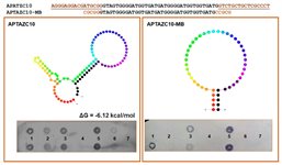 Zika aptamer ATW0104  product image