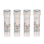 2'-Deoxyribonucleoside-5'-Triphosphate Solutions product image