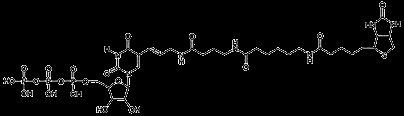 Biotin-16-UTP product image