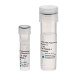 DNA Polymerase I Large (Klenow) Fragment product image