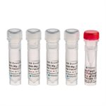 EconoTaq DNA Polymerase product image