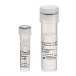 Exo-Minus Klenow DNA Polymerase product image