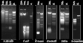 MasterPure&trade; Complete DNA /RNA Purification Kit product image