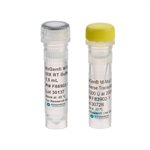 NxGen M-MuLV Reverse Transcriptase product image