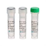 NxGen T7 RNA Polymerase product image