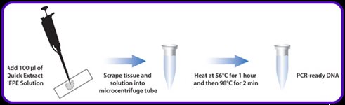 QuickExtract&trade; FFPE DNA Extraction Solution product image