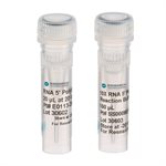 RNA 5' Polyphosphatase product image
