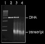 RNase-Free DNase I product image