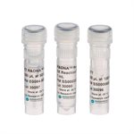 T7 R&amp;DNA&trade; Polymerases product image