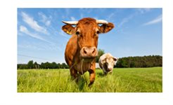 sbeadex™ livestock kit product image