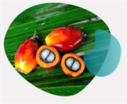 sbeadex™ plant kit product image