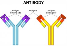 Antibodies - peptide-generated product image
