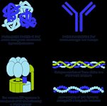 Antibodies to Collagenase product image
