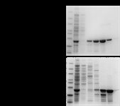 Co-NTA Agarose  product image