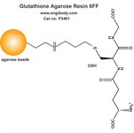 Glutathione Agarose product image