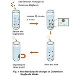 Glutathione MagBeads product image