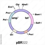 pBR322 DNA product image