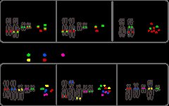 Star*FISH&copy; Human Chromosome-Y Heterochromatic Probes <br />Ready-to-Use Format product image