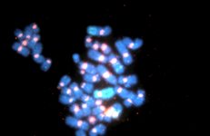 Star*FISH&copy; Human Chromosome Pan-Centromeric Probes product image
